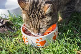 Cat Food Treats